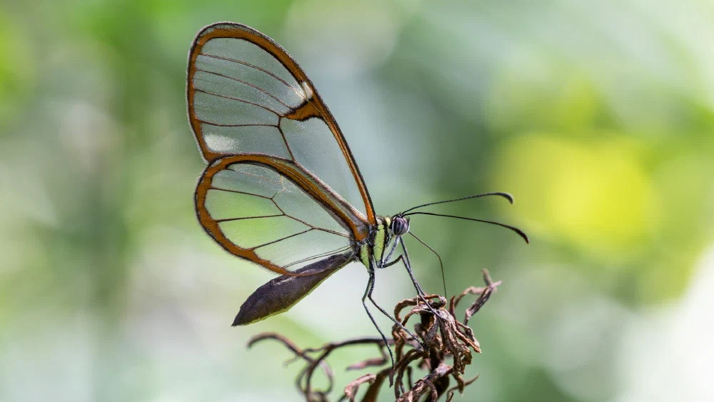 A glasswing butterfly with transparent wings rimmed in orange, perched on a dried plant stem against a soft green background — its near-invisible wings echoing the deceptive transparency at the heart of Project Glasswing